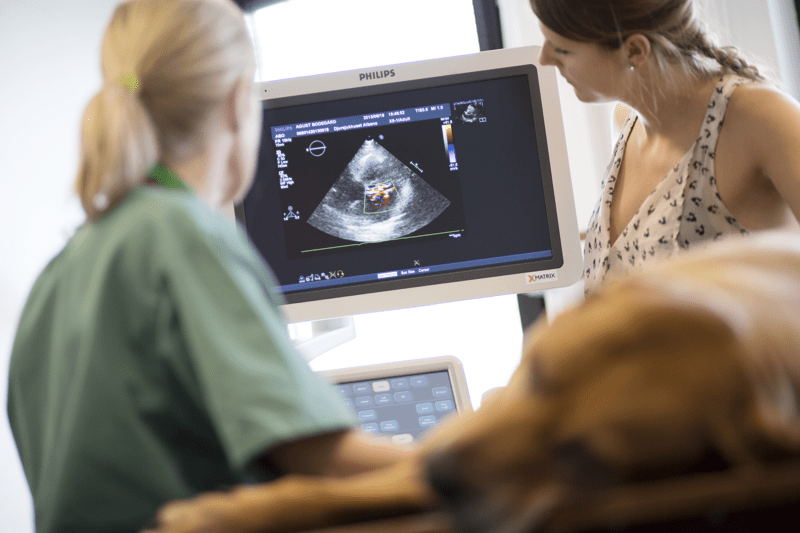 Veterinär med ultraljudskompetens till AniCura Erikslust Veterinärklinik image