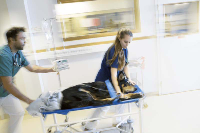 Spoeddierenarts (dagwerk) - Anicura Plantijn (Antwerpen) image