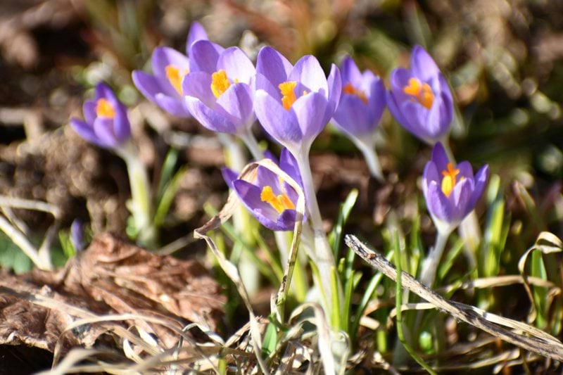 Personlig assistent 42,5% till blind kvinna i Borlänge image