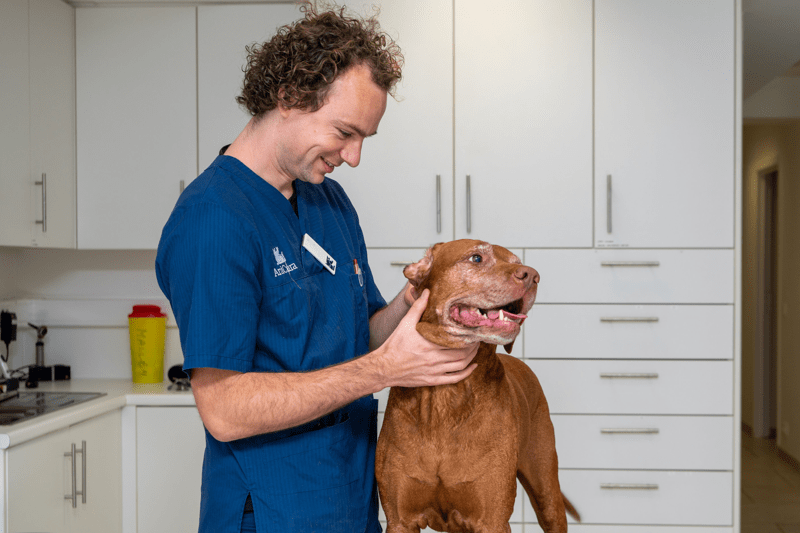 Dierenarts - AniCura Het Binnenhof - Beerse (Antwerpen) image