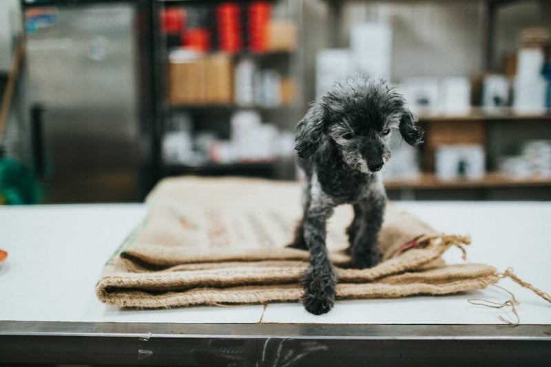 Product Specialist - Pet Health - Remote image