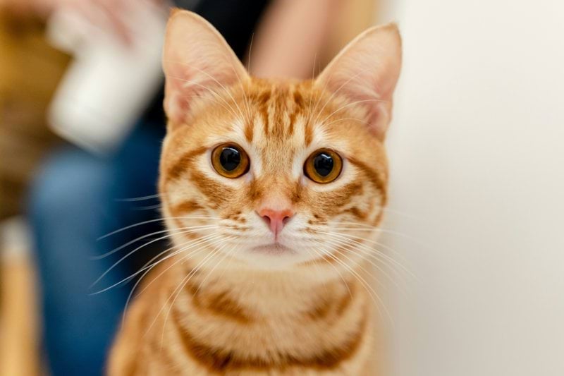 Veterinär till Veterinären på Söder i Östersund image