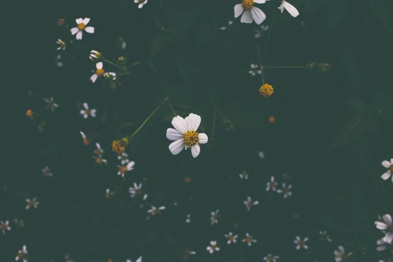 Timanställda till Blomsterlager sökes image