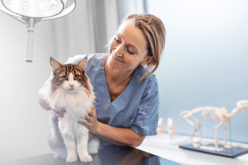 Tierärztliche Ordinationsassistenz/ Tierarzthelfer:in (m/w/d) - Tierklinik Hollabrunn image