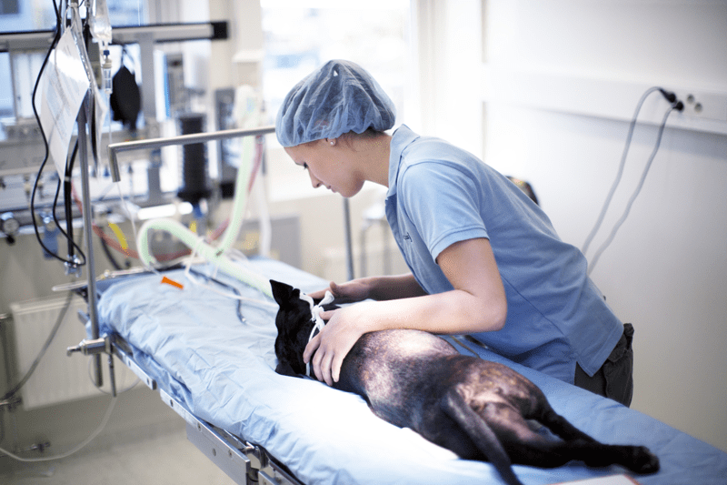 Vacature Paraveterinair AniCura Diergeneeskundig centrum Hopmans image