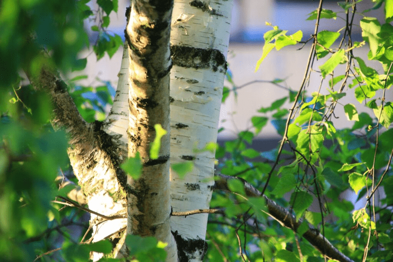 Lääkäri - vankiterveydenhuolto (Hämeenlinna) image