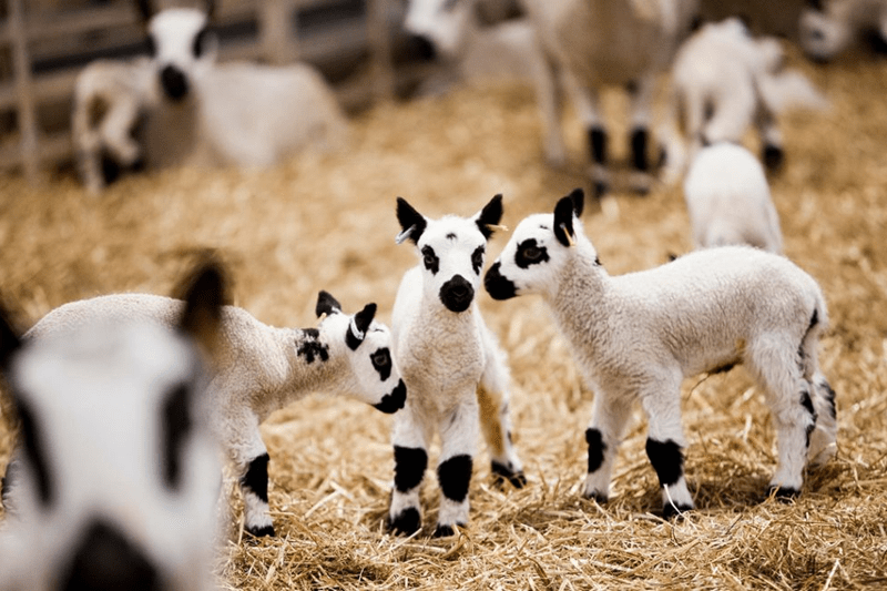 Assistant Distribution Manager - 12 Month Fixed Term Contract image