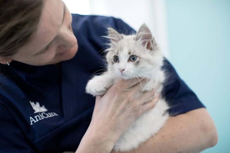 Vacature Paraveterinair AniCura Specialistische Dierenkliniek Utrecht image