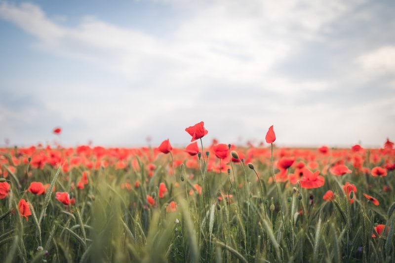 Assistant(e) Commercial(e) – CDD Temps Partiel (80%) image