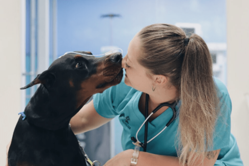 Veterinaria/o Senior : Medicina Interna image