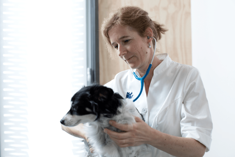 Tierarzt (m/w/d) mit Schwerpunkt Chirurgie - Tierklinik Erdberg image