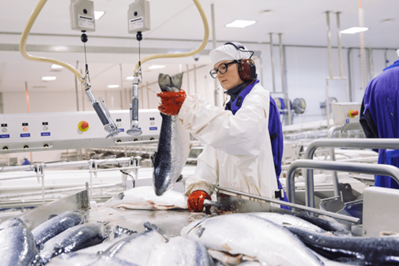 Intern utlysning - Fagoperatør sløying slakteri image
