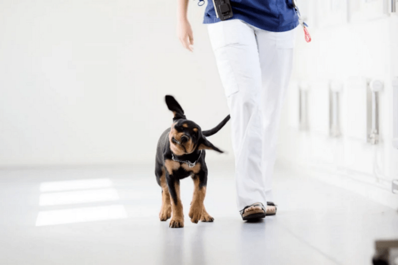 Vacature Paraveterinair Team Neurologie AniCura Rijswijk image