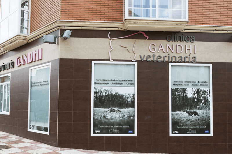 Veterinario Generalista : Gandhi Bailén image