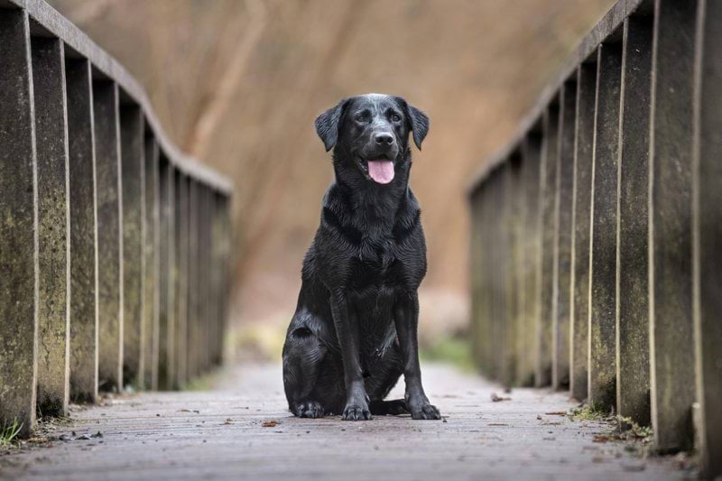 Remote Veterinary Technician image