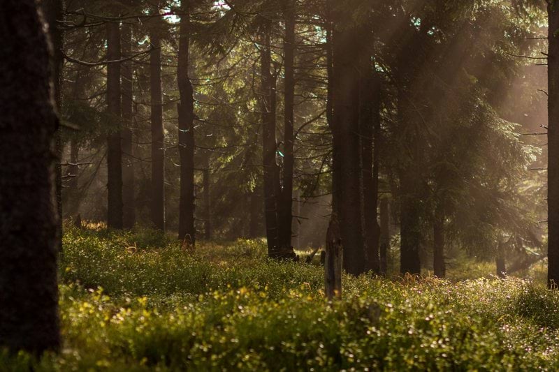 Truckförare – Start omgående image