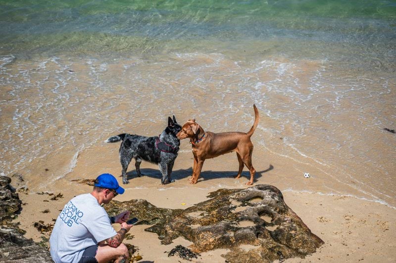 Sales Specialist - Pet Health image