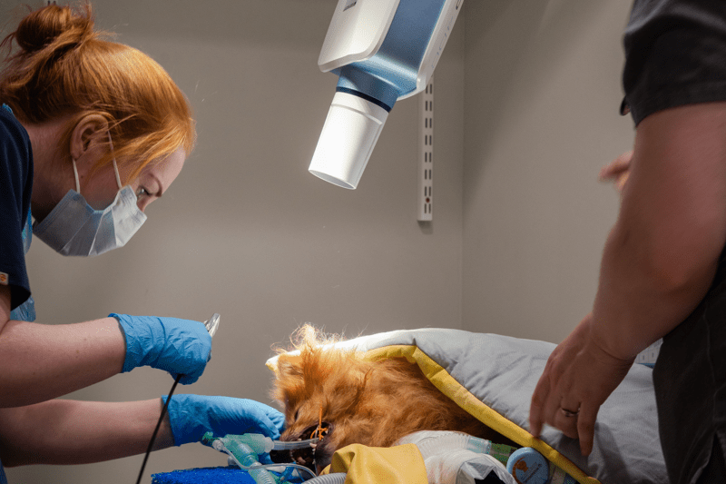 Veterinary Surgeon image