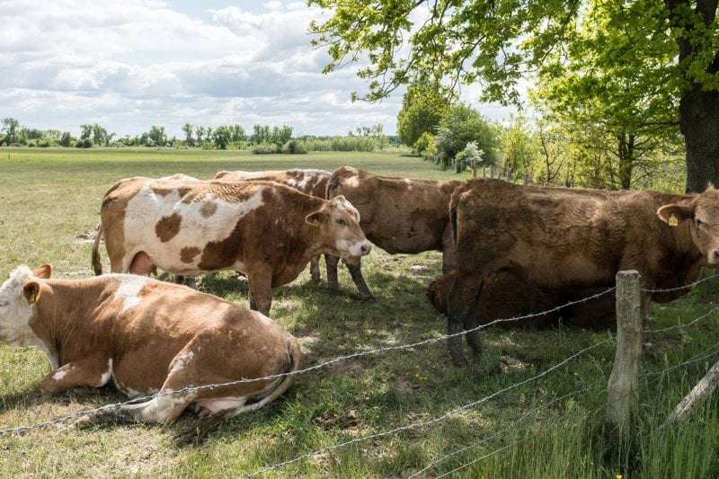 Gebietsleiter Niederlande (m/w/d) image