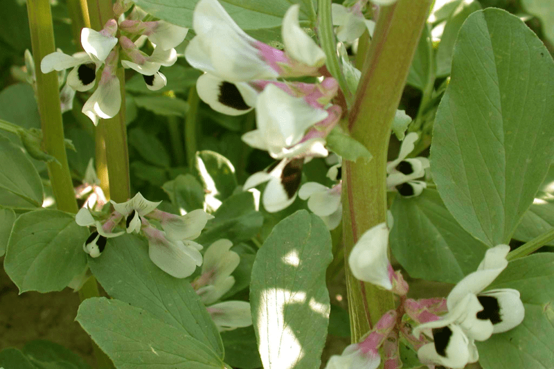 Stage - Valorisation des données variétales et création d’une fiche variétale VATE pour les plantes protéagineuses - 3 mois image