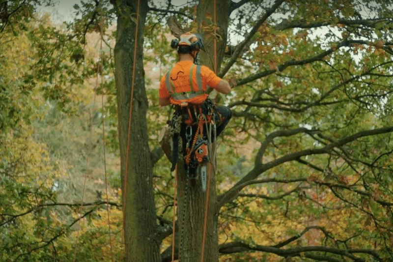 Arborist image