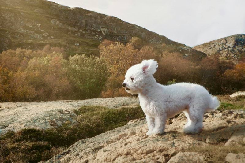 Product Sales Specialist - Pet Health - Remote image