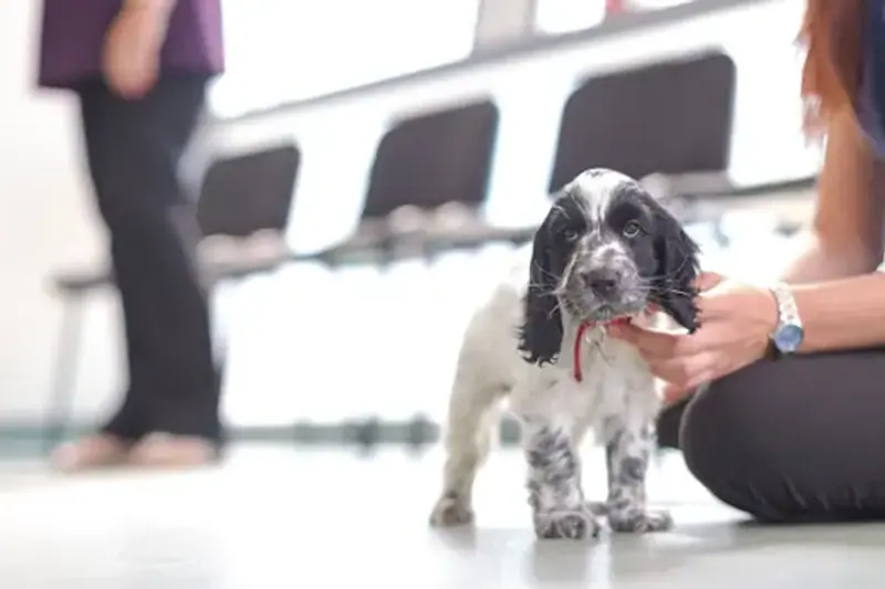 CLINIQUE VETERINAIRE DES PLAINES - AUXILIAIRE SPECIALISE.E VETERINAIRE - CDI image