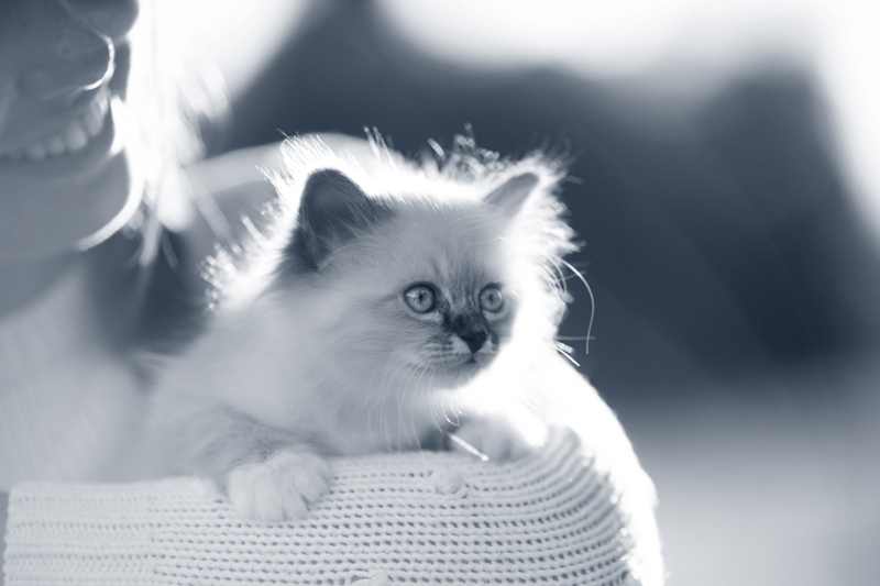 DV3/DSS till AniCura Djursjukhuset Hässleholm image