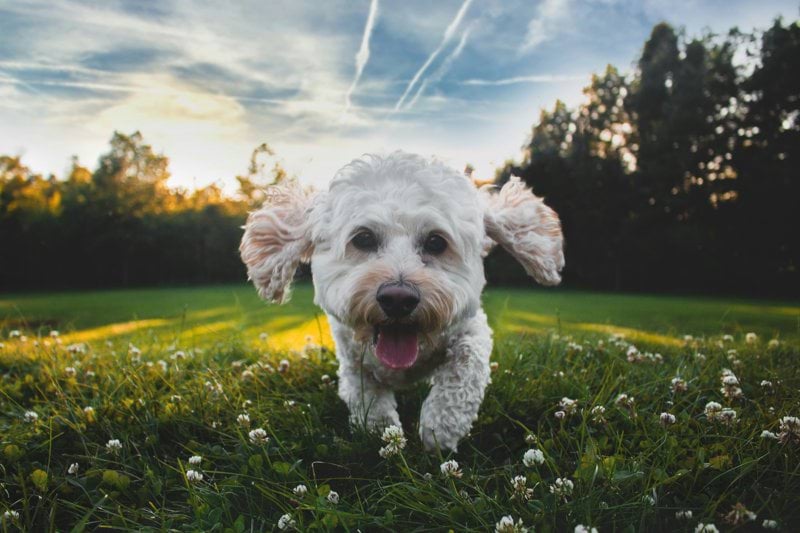 Remote Veterinarian image