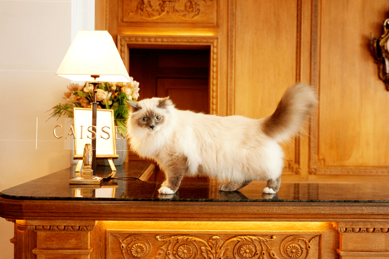 Stage Réception H/F image