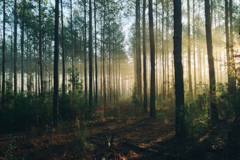 Förvaltningschef till Skogsbruksavdelningen - Mellanskog image