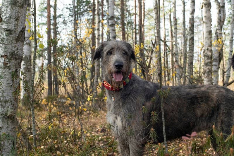 Product Sales Specialist - Pet Health - Remote image