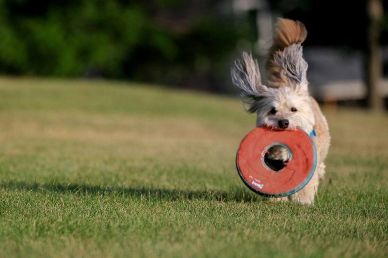 Klinikveterinär sökes till Smådjurskliniken i Lerum image