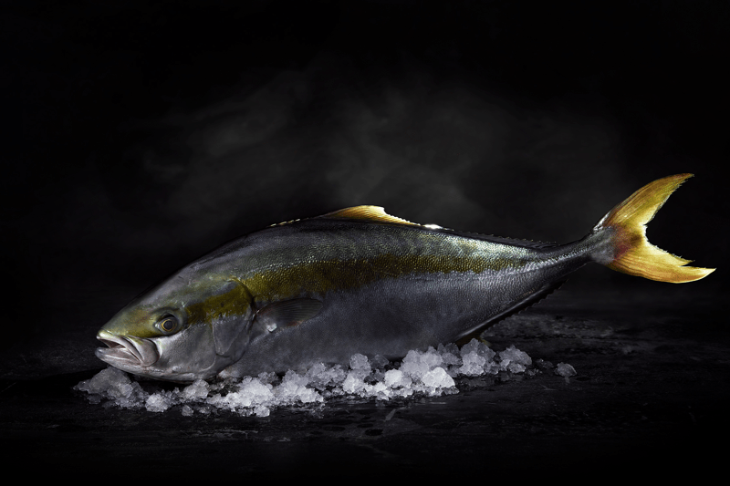 Mekaniker/ Servicetekniker - Nordic Kingfish Fredrikstad image
