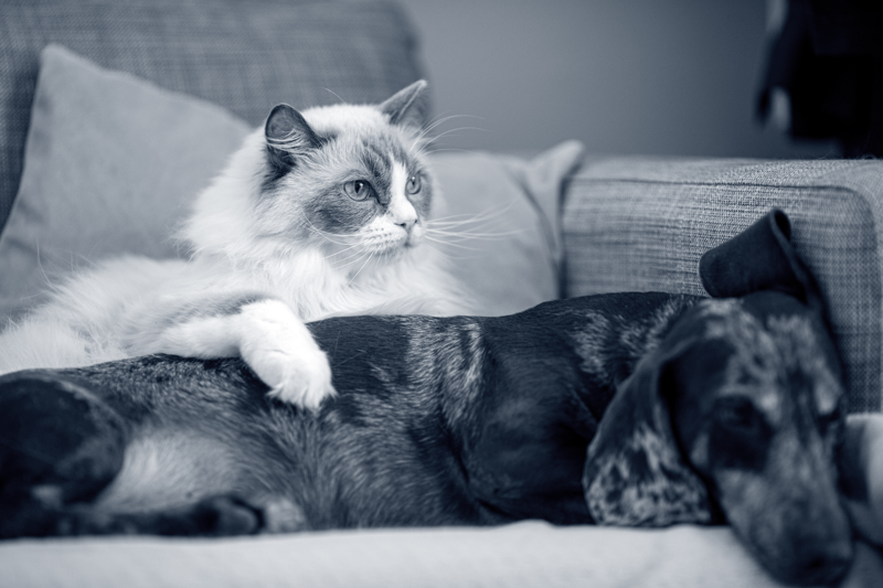 Leg. veterinär – vill du utvecklas eller specialisera dig inom dermatologi? image