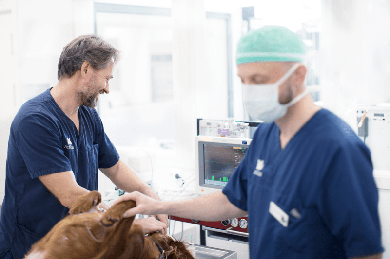 Vi søker en veterinær til sommervikariat hos AniCura Jeløy Dyresykehus image