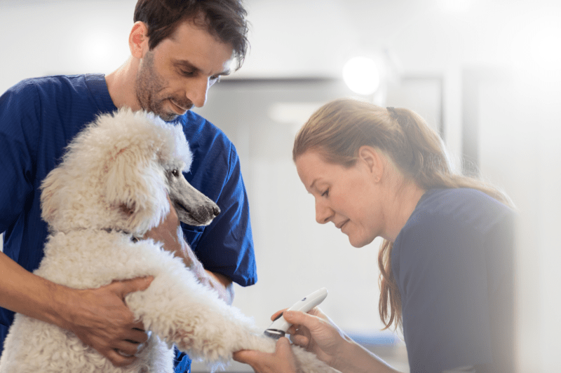 Vacature Paraveterinair AniCura Ermelo/Harderwijk image