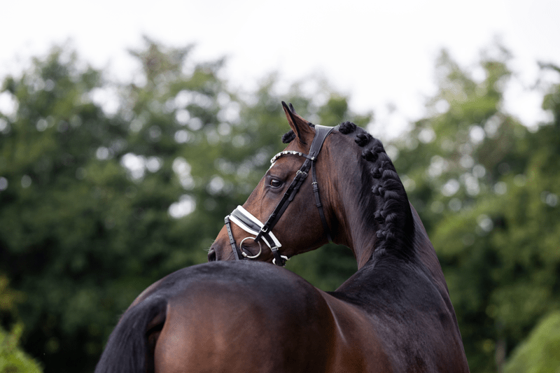 Employees for Stallion Station Rheinberg image