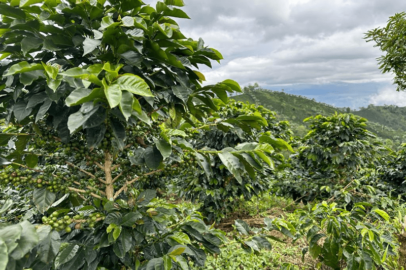 Analista de Trade - Jr image