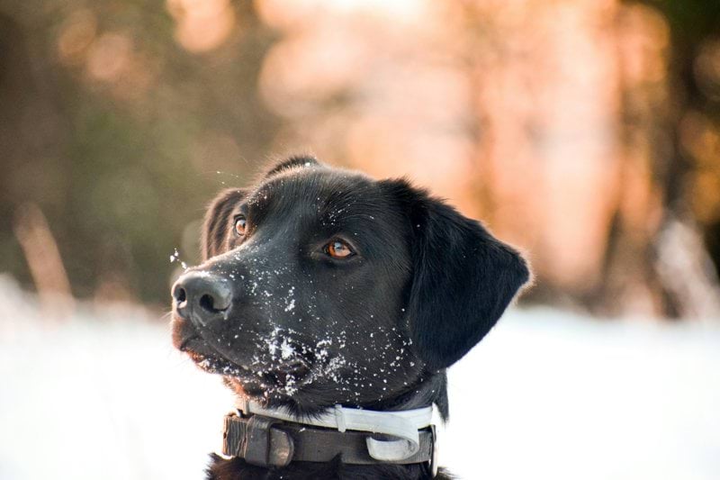 VETERINAIRE DIRECTEUR DE CLINIQUE (DDC) - EURE-ET-LOIR (H/F) image