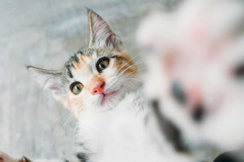 Remote Veterinarian image