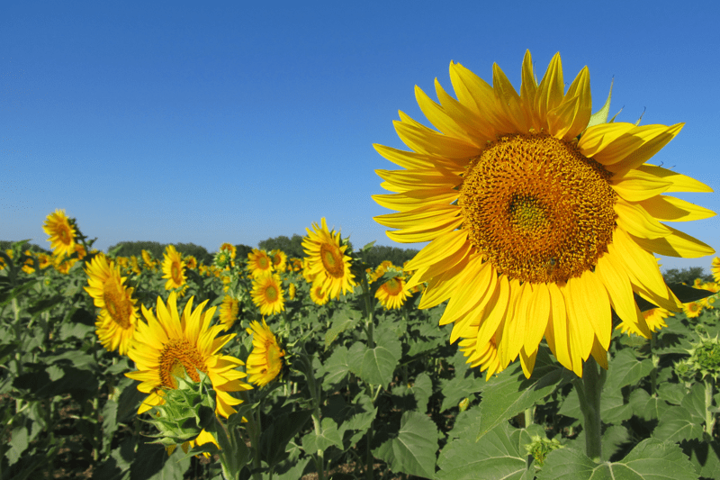 STAGE CHARGE.E DE MISSION POLLINISATION TOURNESOL image