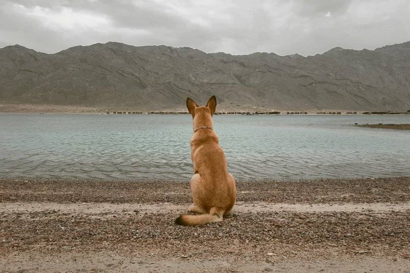 Product Sales Specialist - Pet Health - Remote image