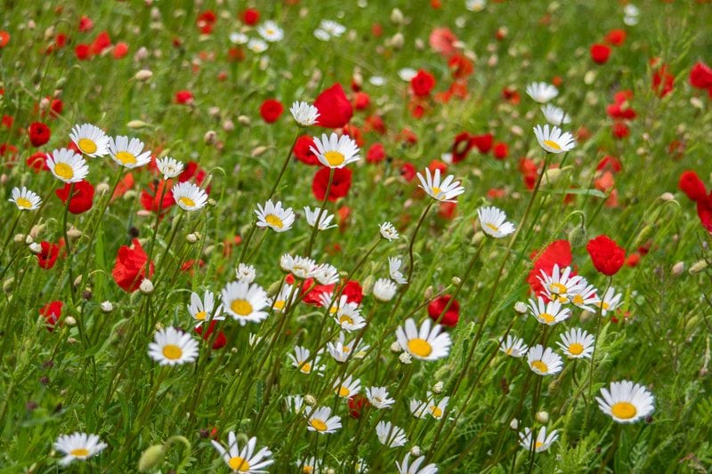 Flera personliga assistenter sökes till flicka i Götene! image