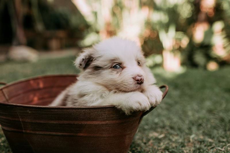 Commercial Development Manager - Animal Health image