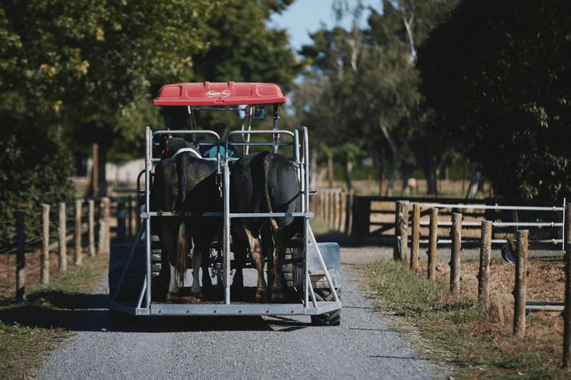 Farm Manager – Elite Bull Stud image