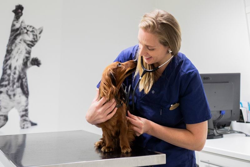 Evidensia Strømmen Dyreklinikk søker dyrepleier til fast stilling image