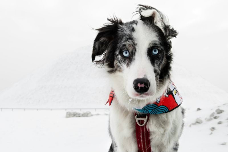 Product Sales Specialist - Pet Health - Remote image