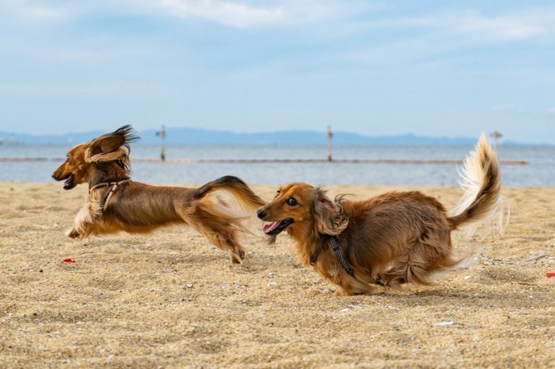 Sales Specialist - Pet Health image