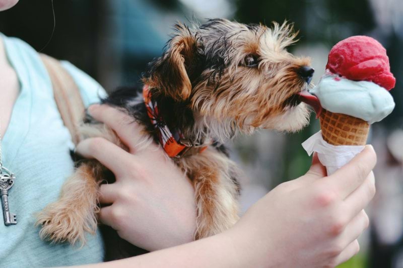 Product Sales Specialist - Pet Health - Remote image